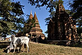 Bagan Myanmar. Temples near the Minochantha Stupa. 